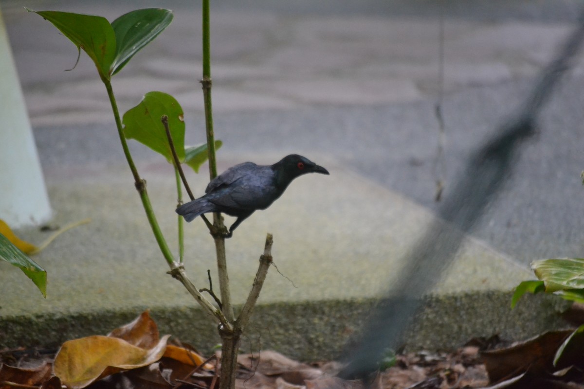 Asian Glossy Starling - ML647655100