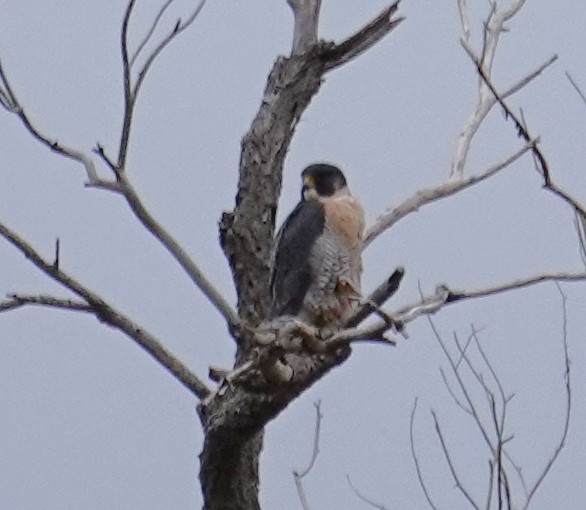 Peregrine Falcon - ML647655105