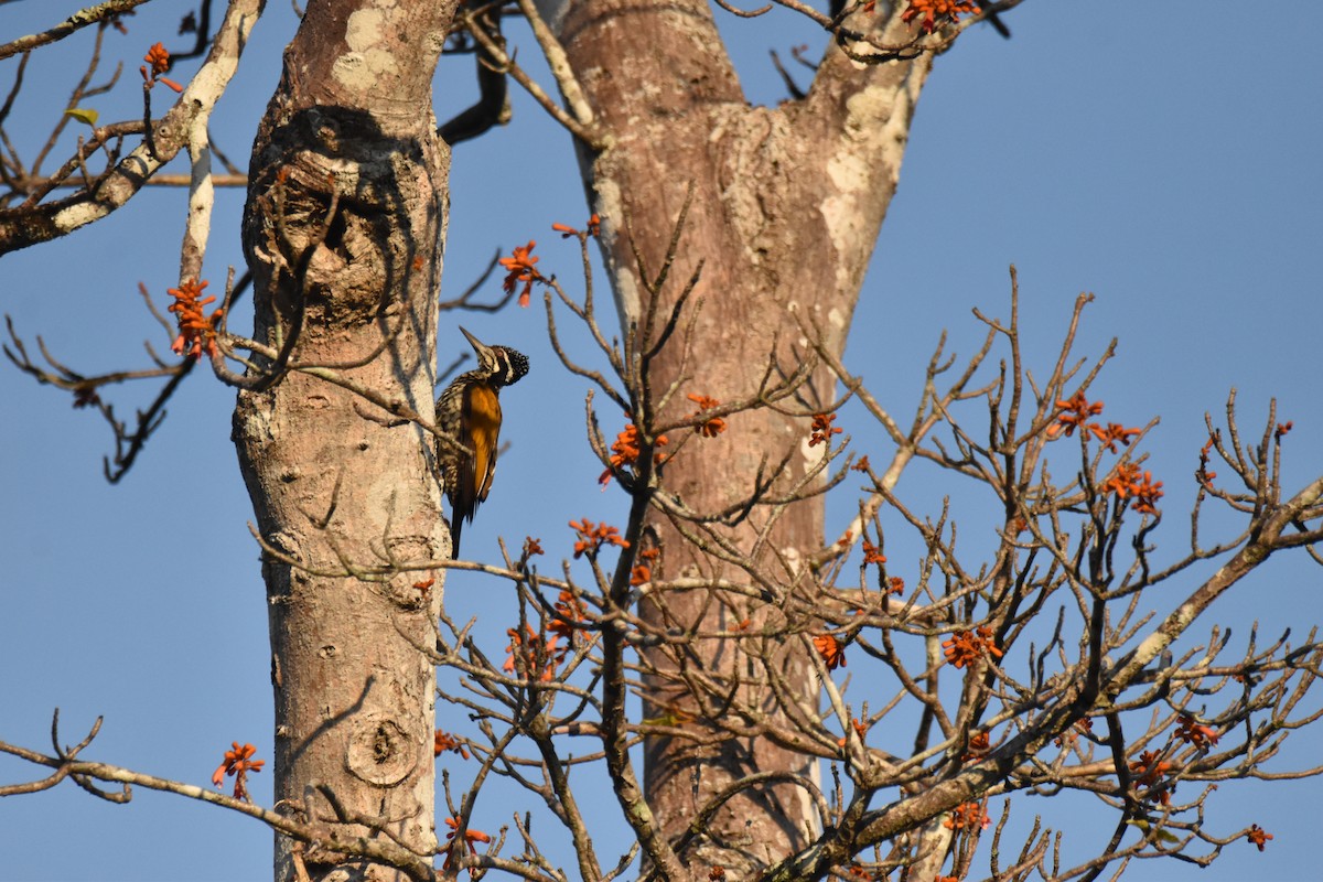 Greater Flameback - ML647655106