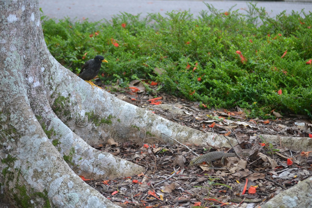 Javan Myna - ML647655109