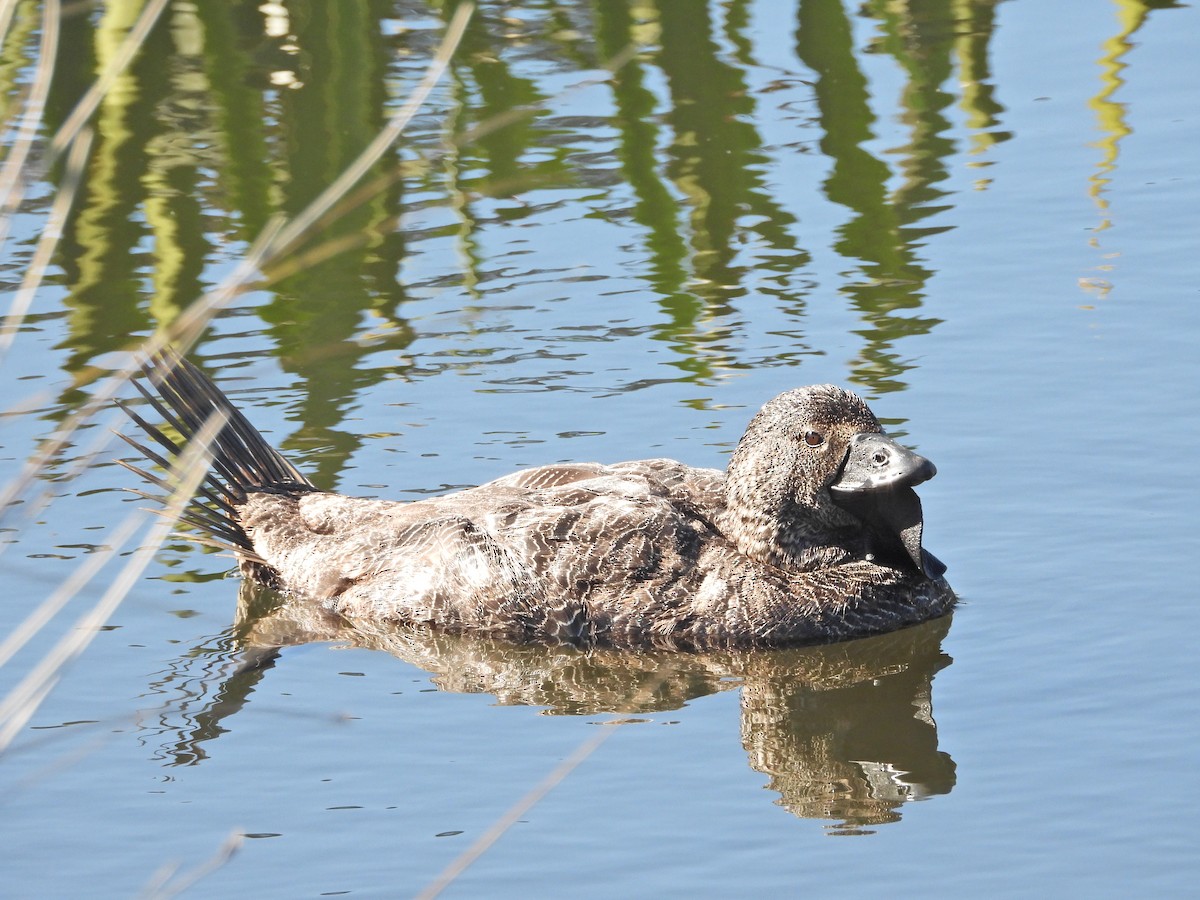 Musk Duck - ML647655110