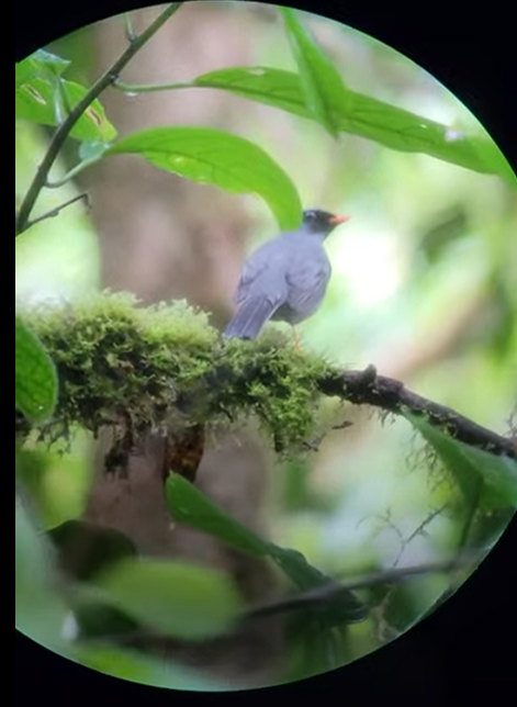 Black-faced Solitaire - ML647655114