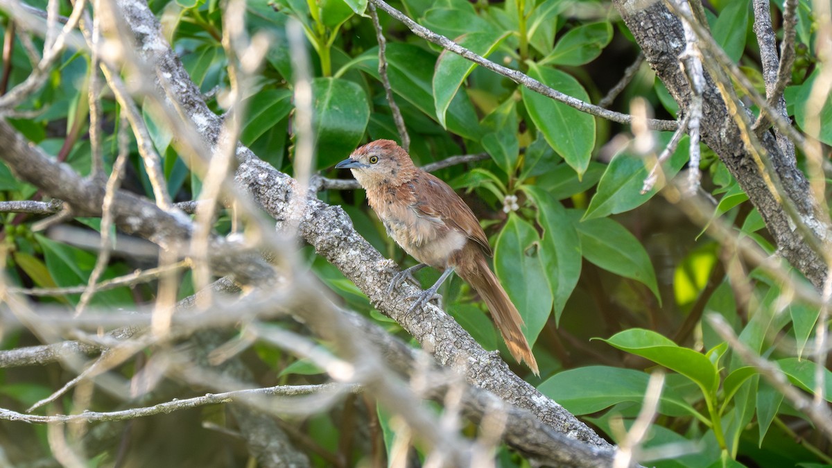 Freckle-breasted Thornbird - ML647655116
