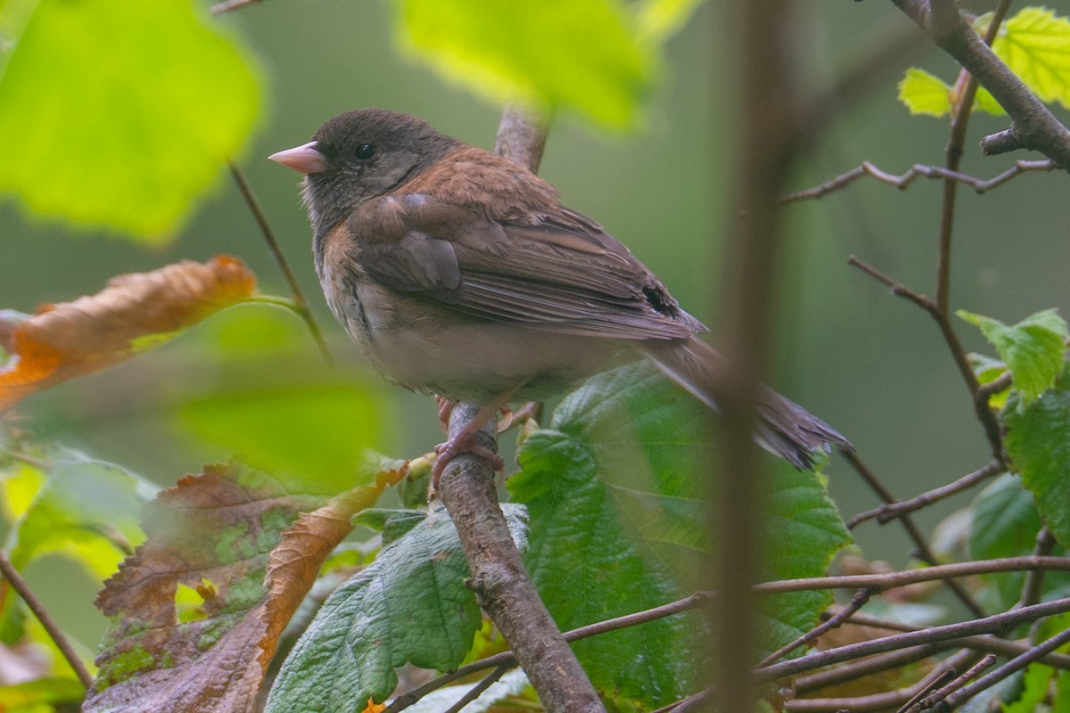 Dark-eyed Junco (Oregon) - ML647655119