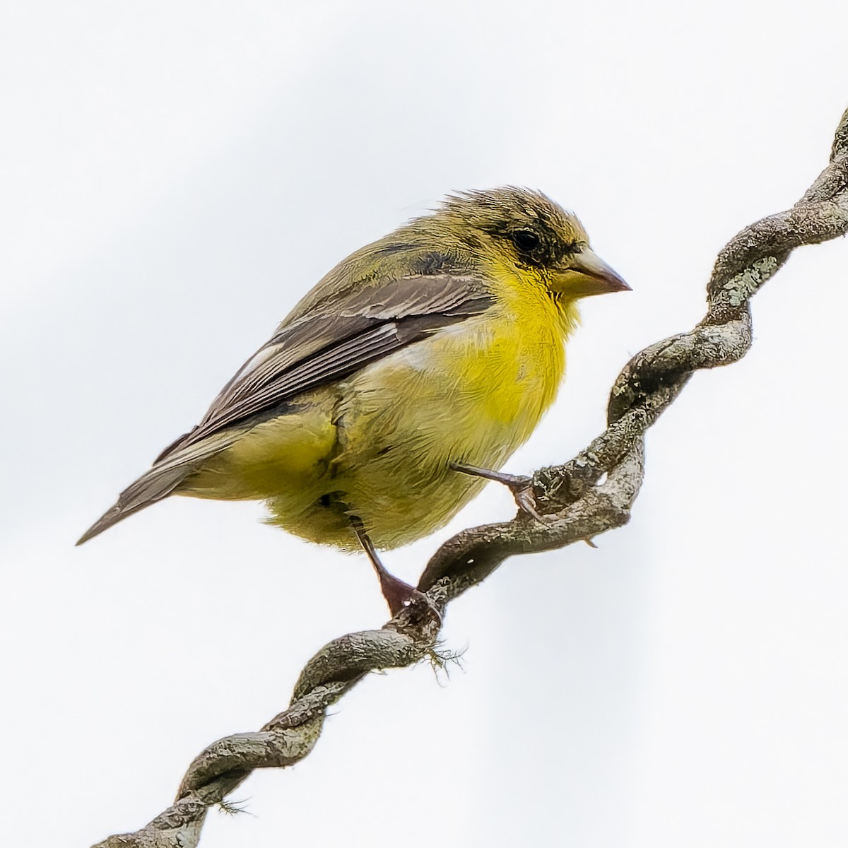 Lesser Goldfinch - ML647655120