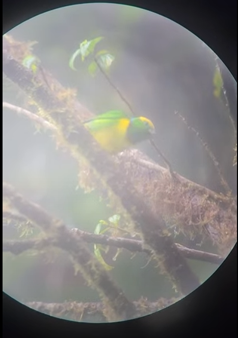 Golden-browed Chlorophonia - ML647655121