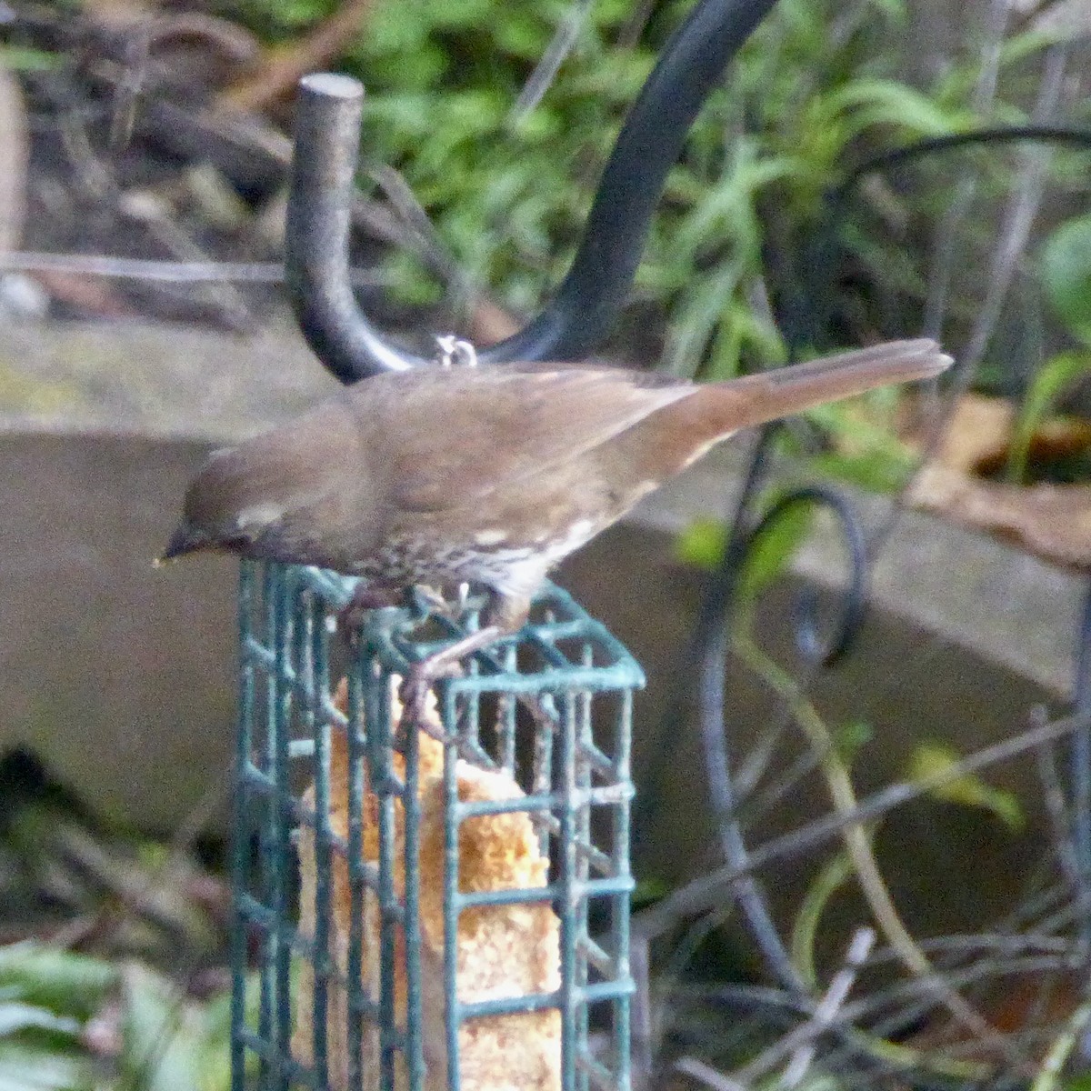 Fox Sparrow - ML647655122