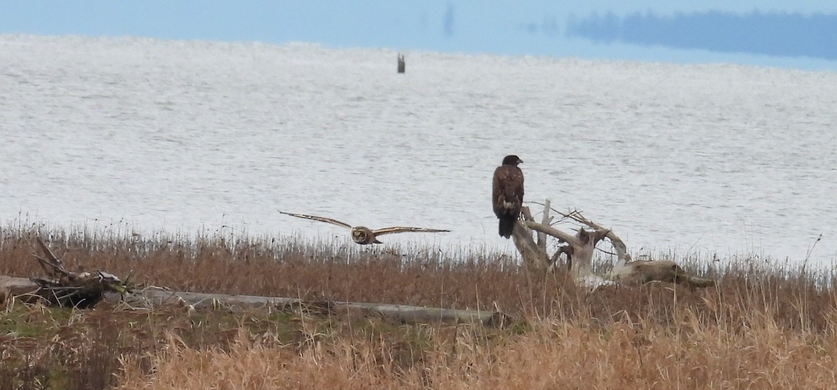 Short-eared Owl - ML647655123