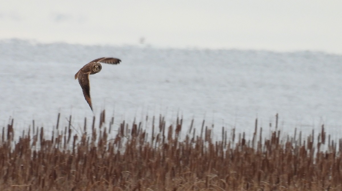 Short-eared Owl - ML647655124