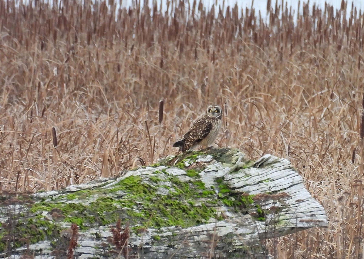 Short-eared Owl - ML647655125
