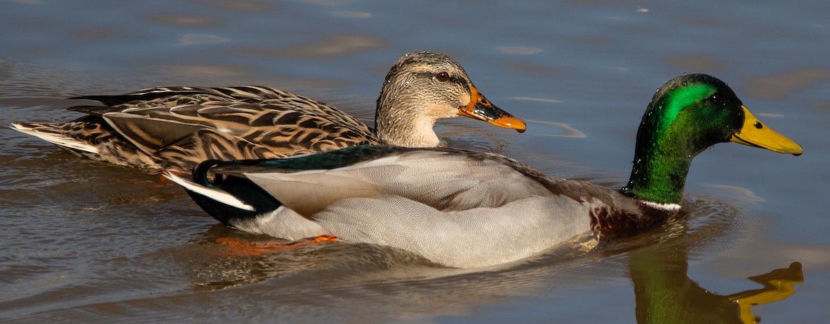 Mallard - ML647655126