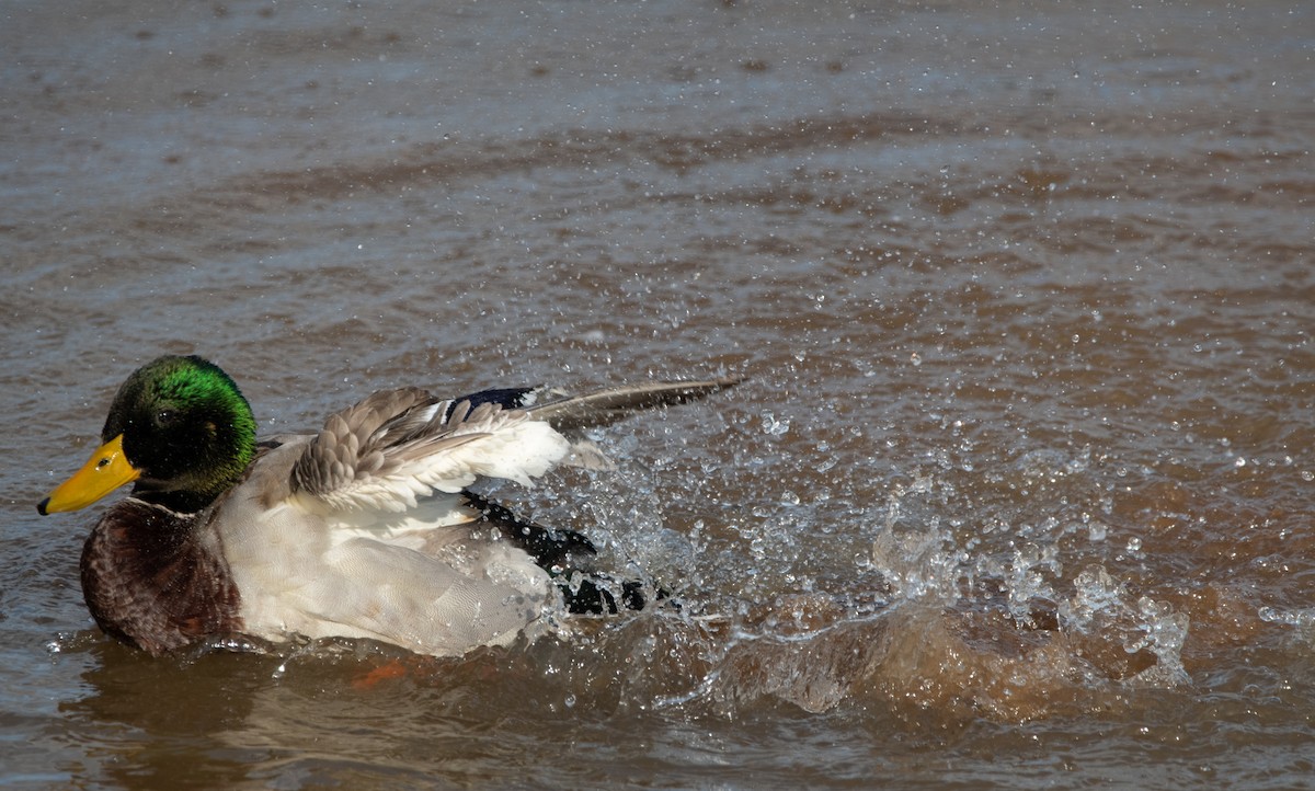 Mallard - ML647655127