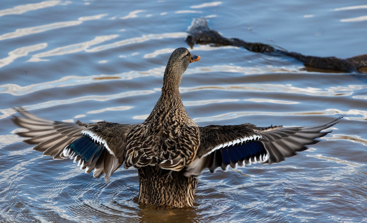 Mallard - ML647655128