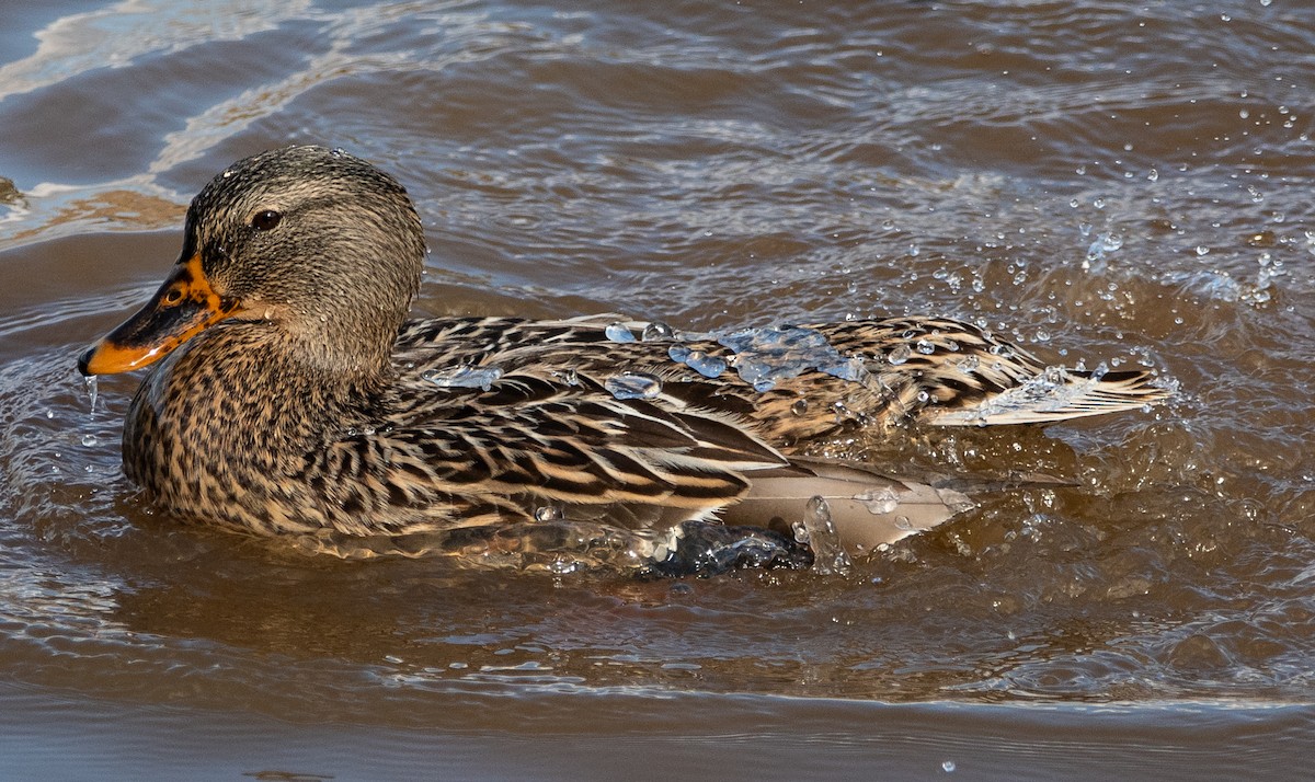 Mallard - ML647655129