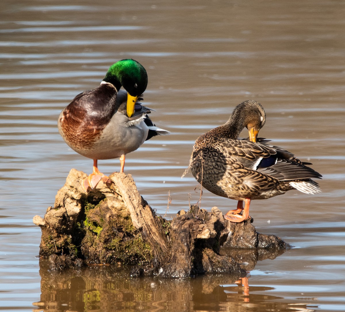 Mallard - ML647655130