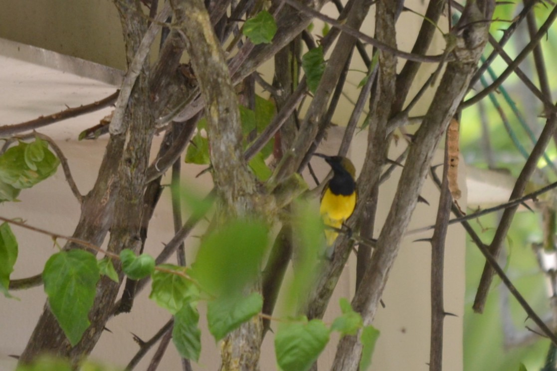 Ornate Sunbird - ML647655131