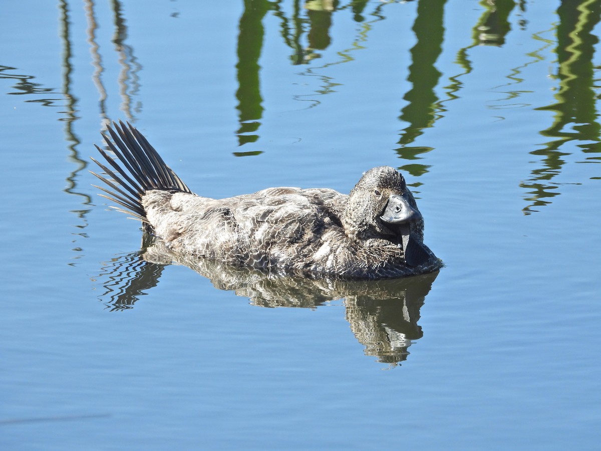Musk Duck - ML647655132