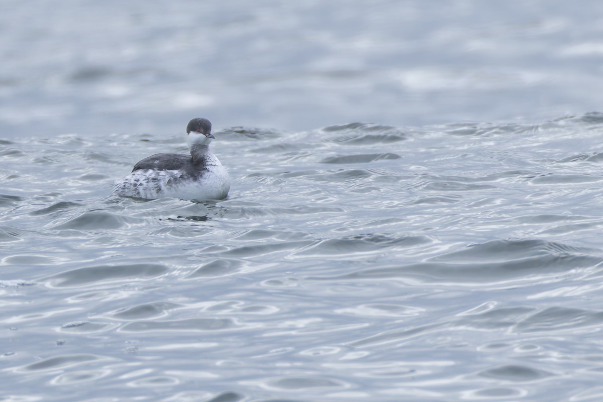 Horned Grebe - ML647655134