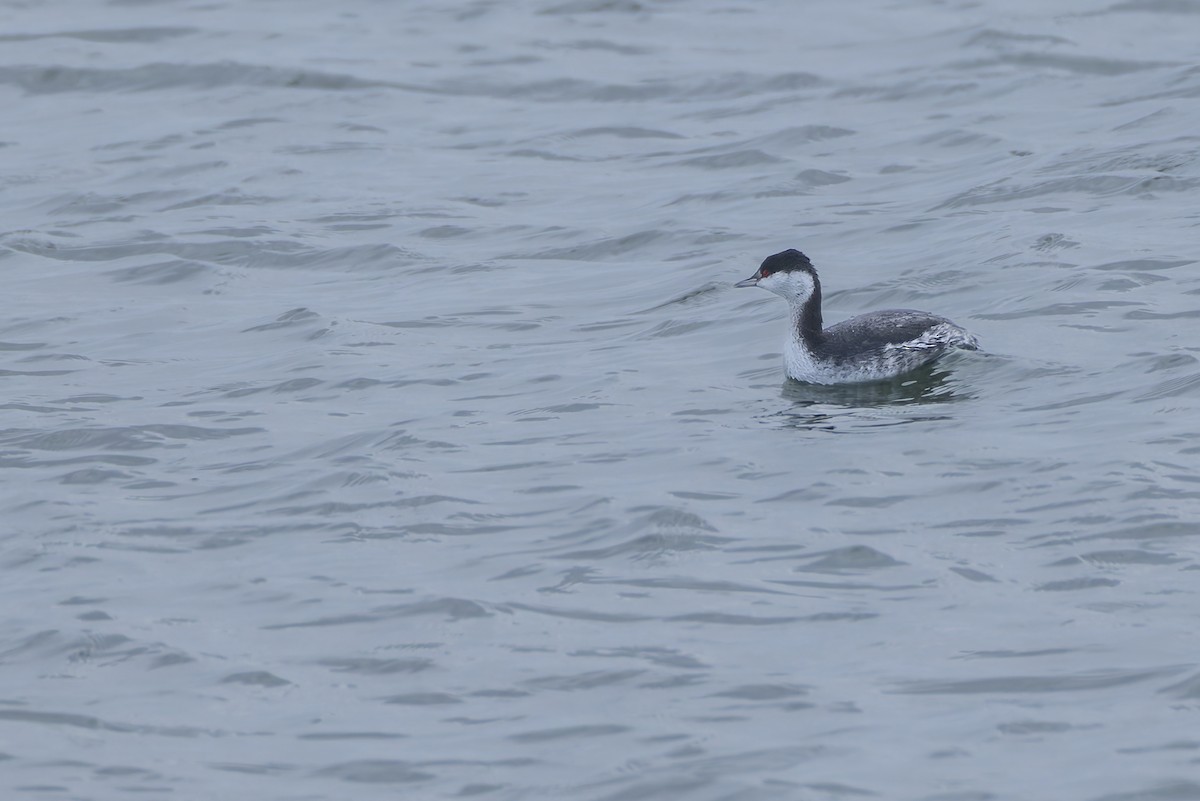 Horned Grebe - ML647655135