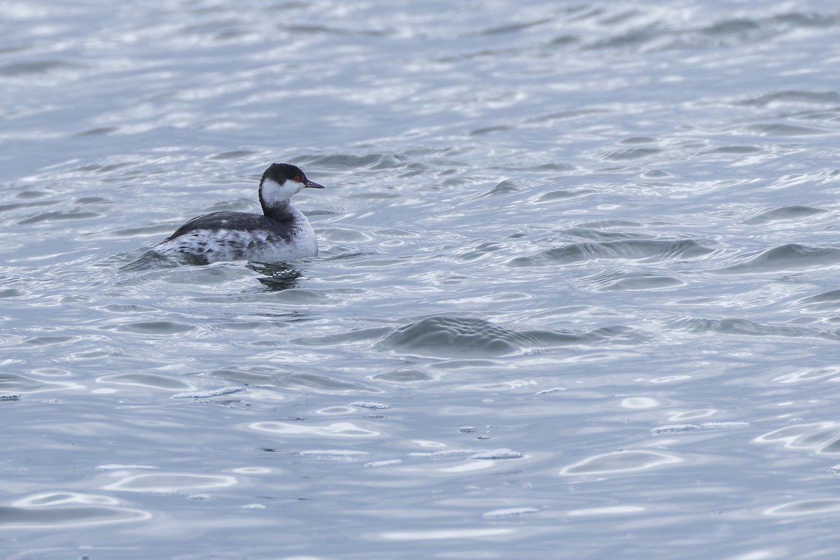 Horned Grebe - ML647655136