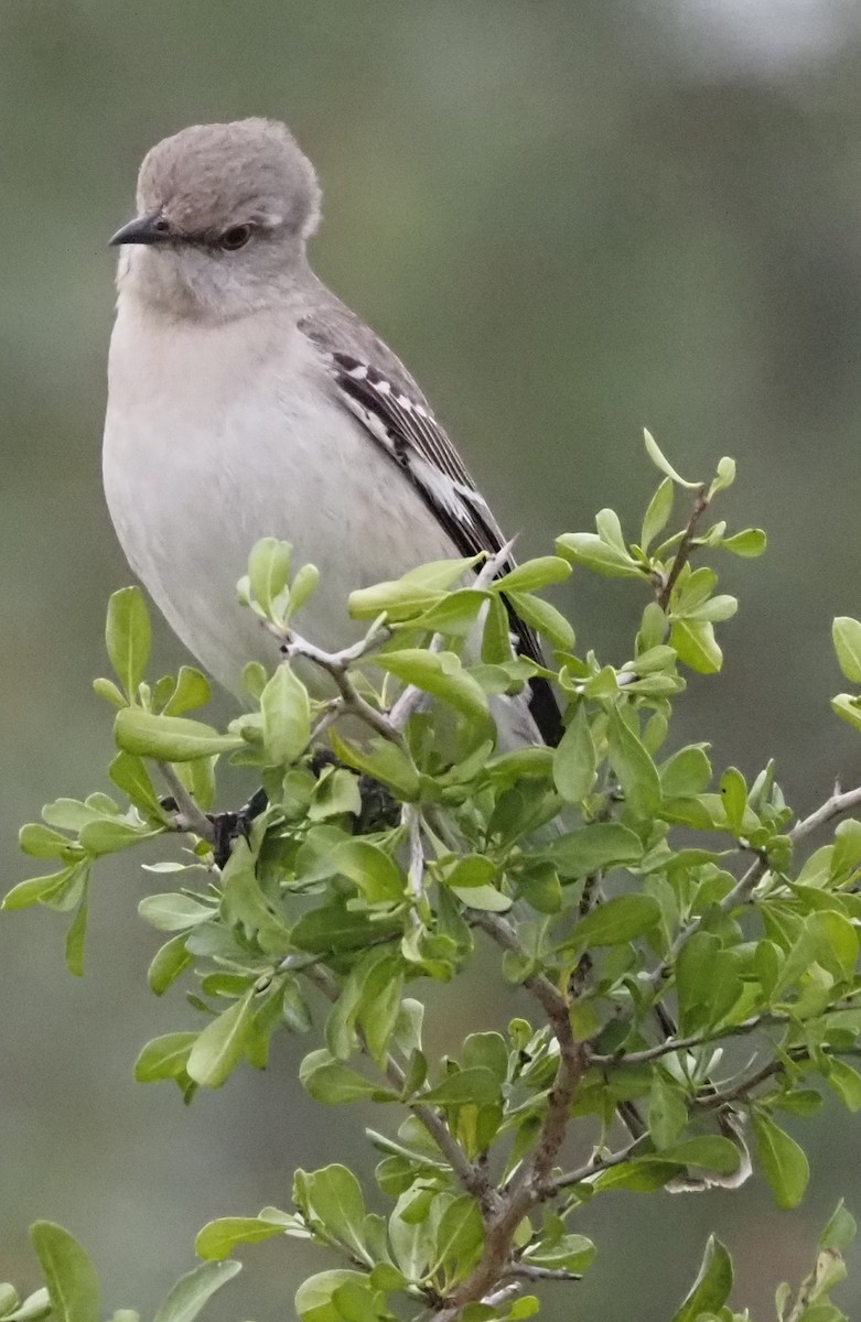 Northern Mockingbird - ML647655140
