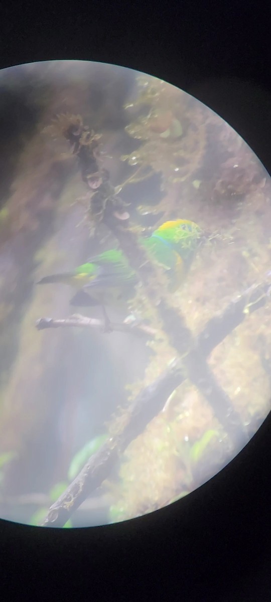 Golden-browed Chlorophonia - ML647655143