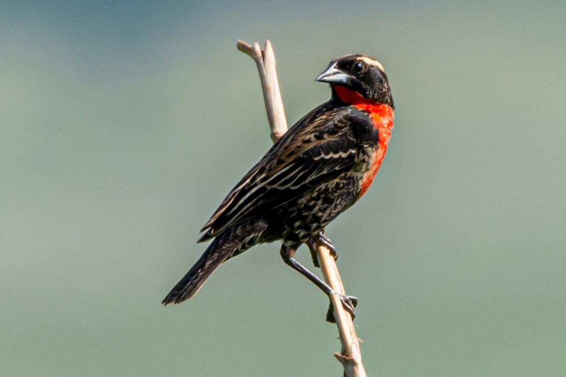 Ak Kaşlı Loyka - ML647655153