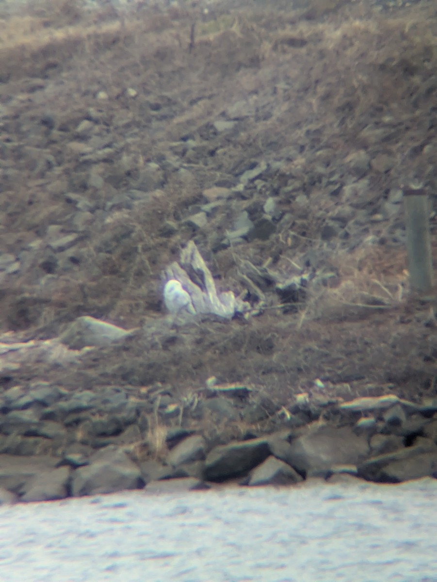 Snowy Owl - ML647655161