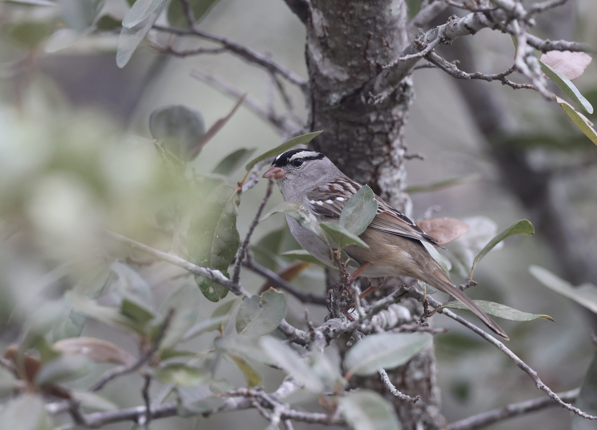 Dachsammer - ML647655162