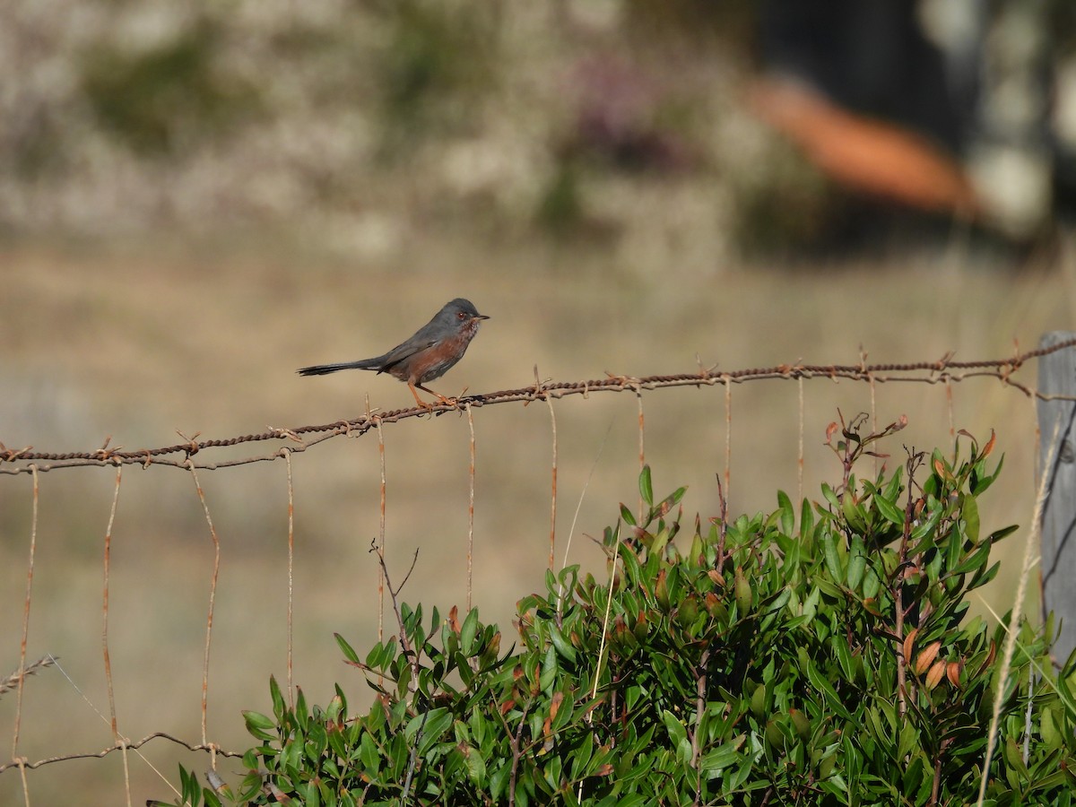 Dartford Warbler - ML647655164