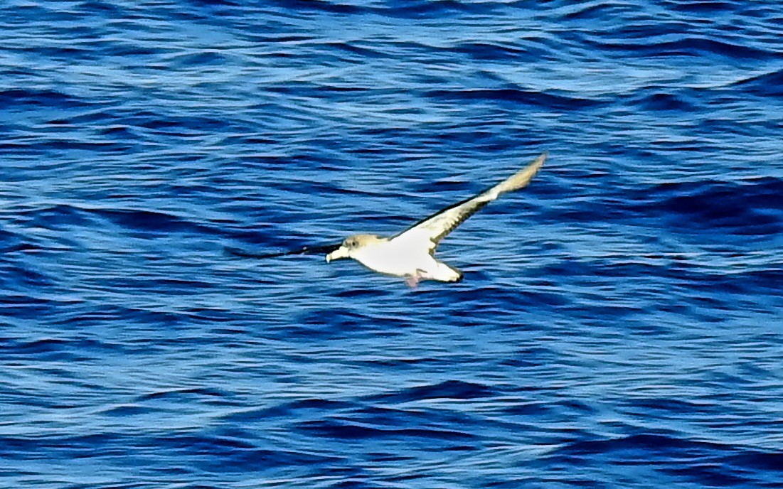 Scopoli's Shearwater - ML647655198