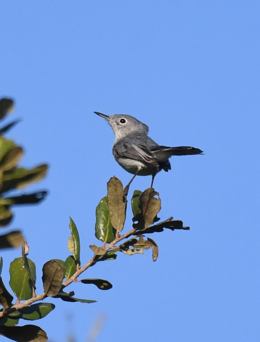 Blue-gray Gnatcatcher - ML647655227