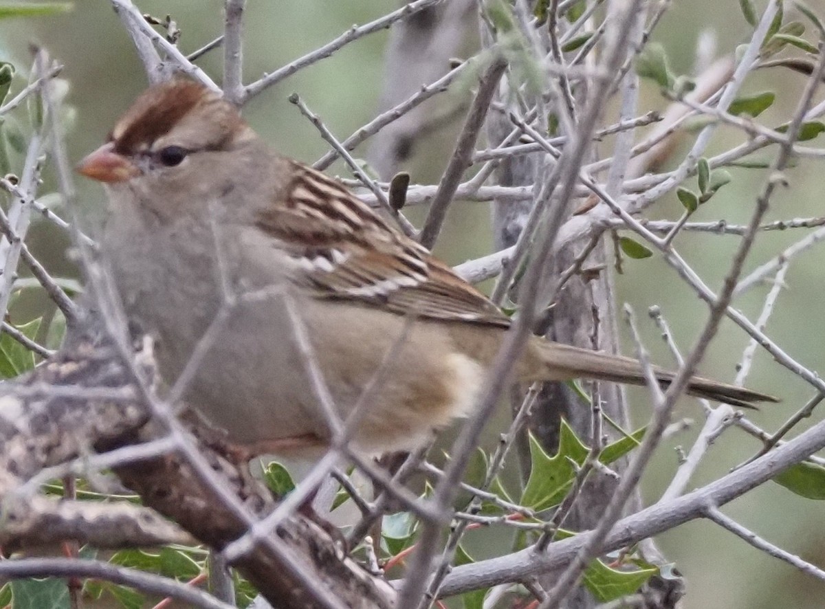 Dachsammer - ML647655247