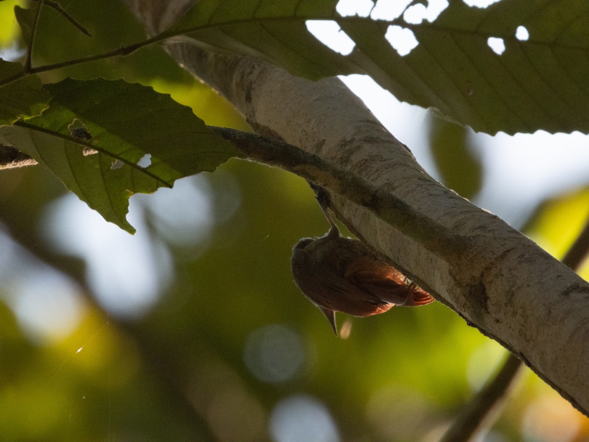 Olivaceous Woodcreeper - ML647655280