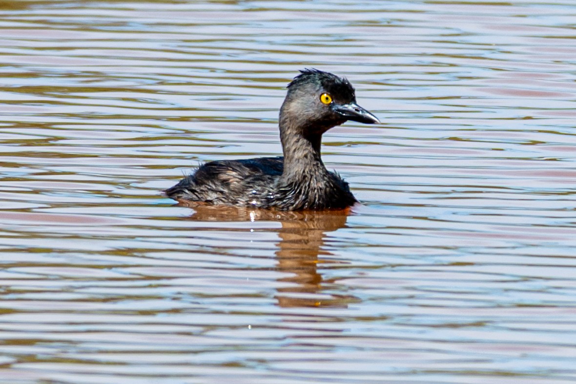 Amerika Küçük Batağanı - ML647655287