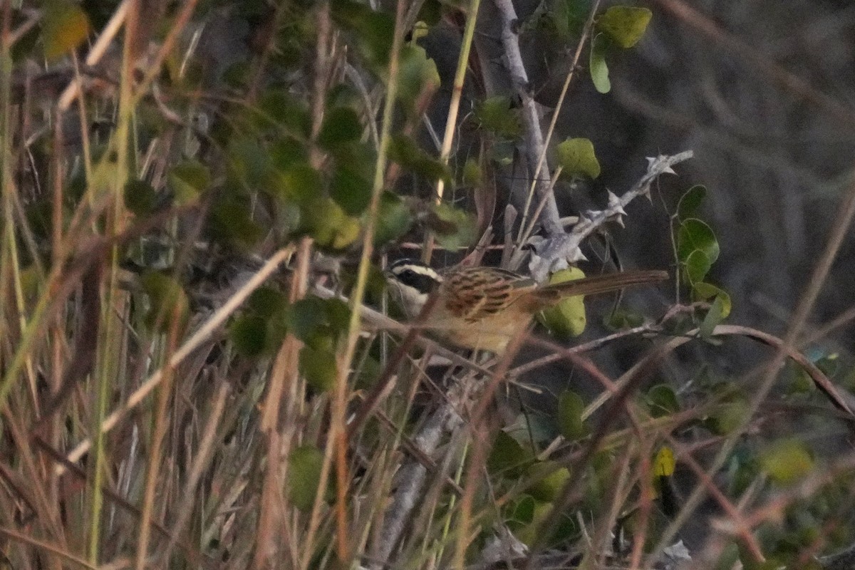 Stripe-headed Sparrow - ML647655294