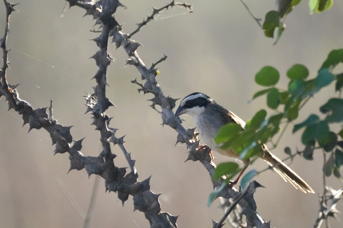 Stripe-headed Sparrow - ML647655295
