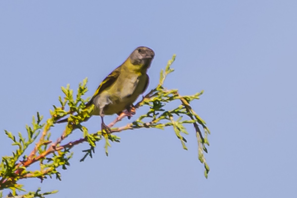 Hooded Siskin - ML647655314