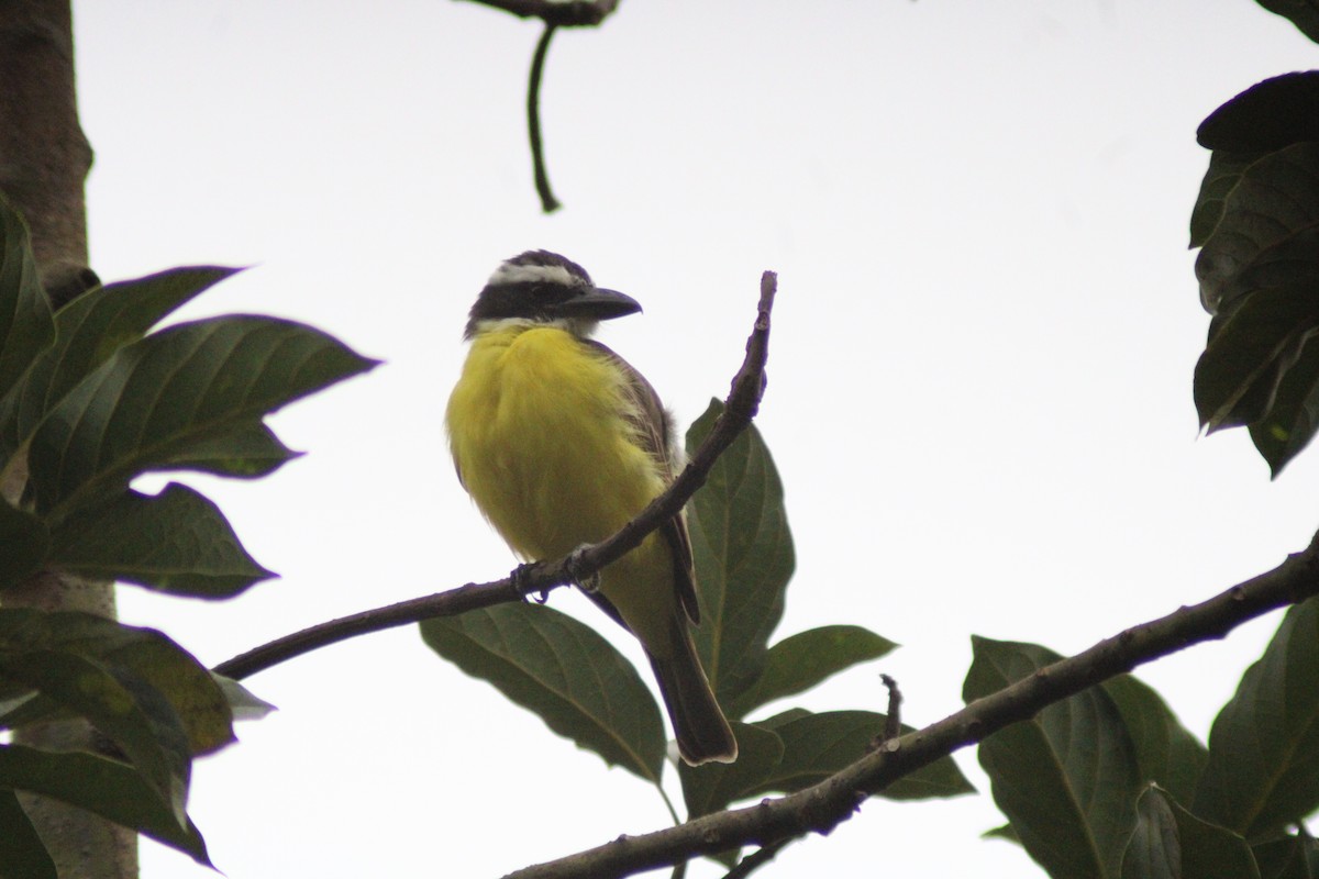 Boat-billed Flycatcher - ML647655315