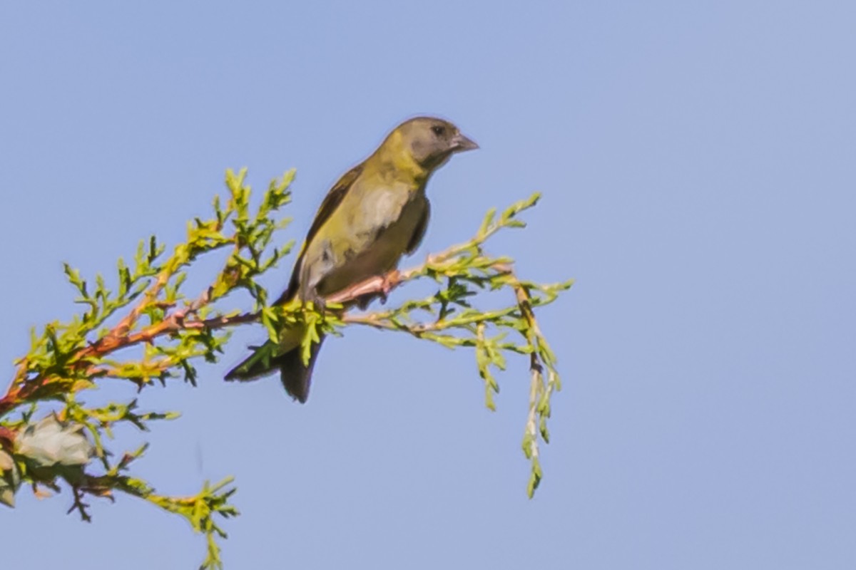 Hooded Siskin - ML647655318