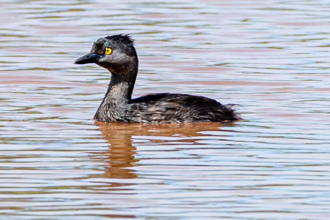 Amerika Küçük Batağanı - ML647655320