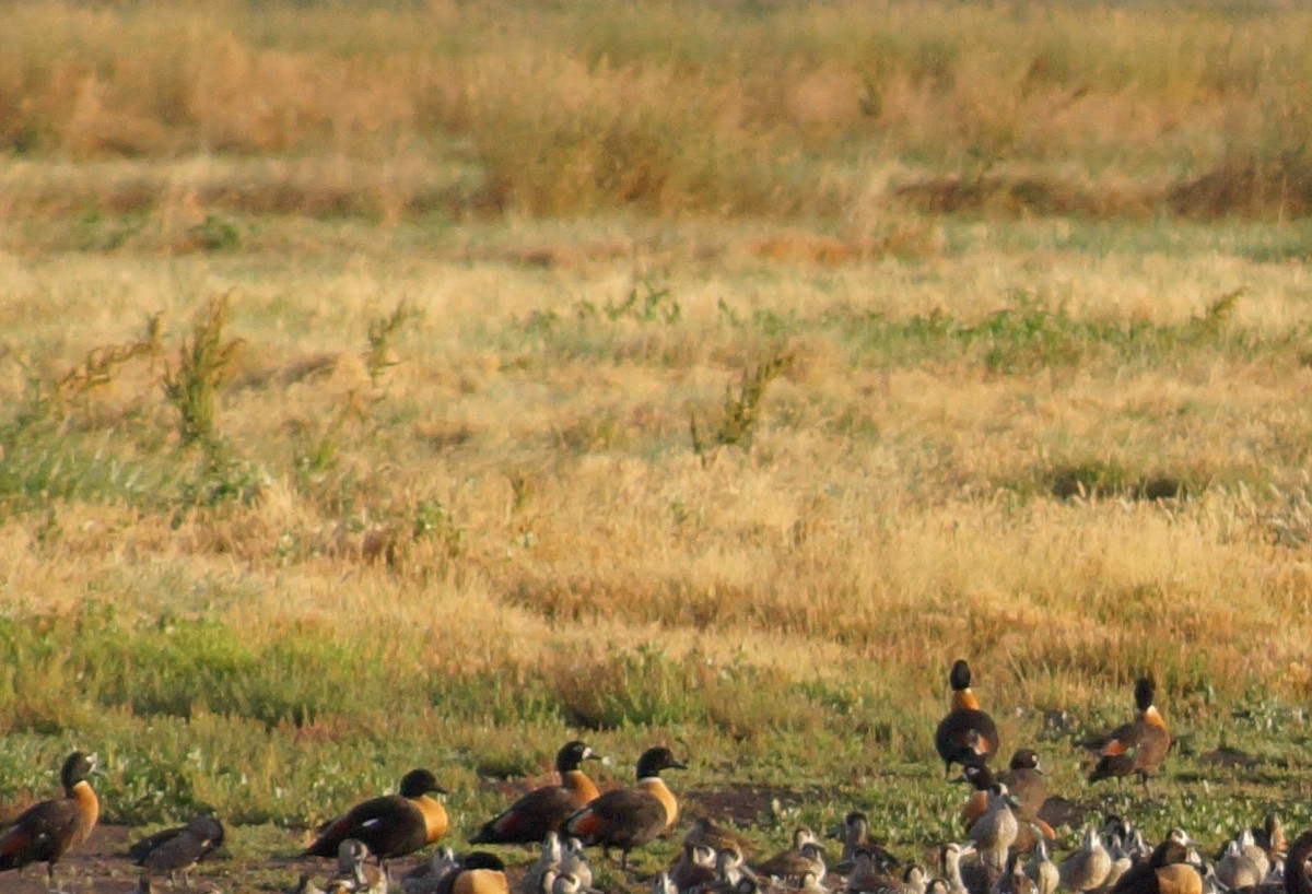 Галагаз австралійський - ML647655322