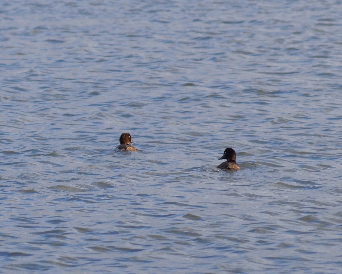 Hardhead - ML647655334