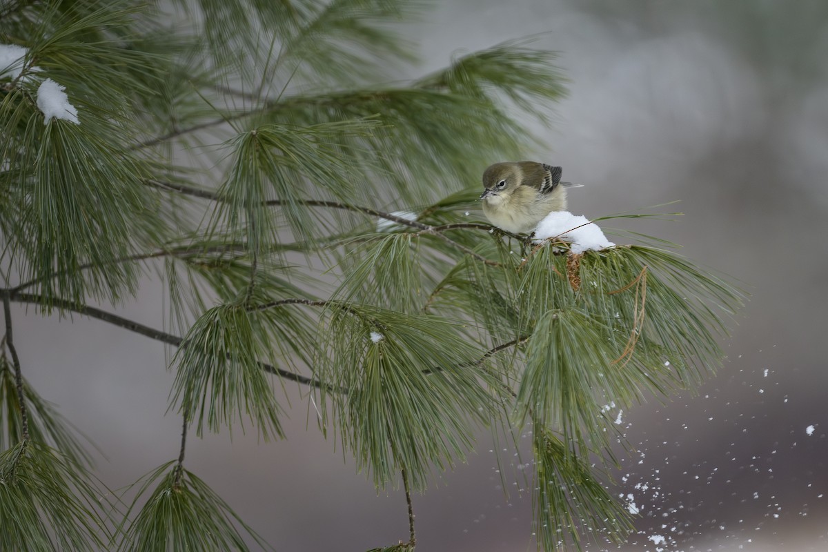 סבכון אורנים - ML647655342
