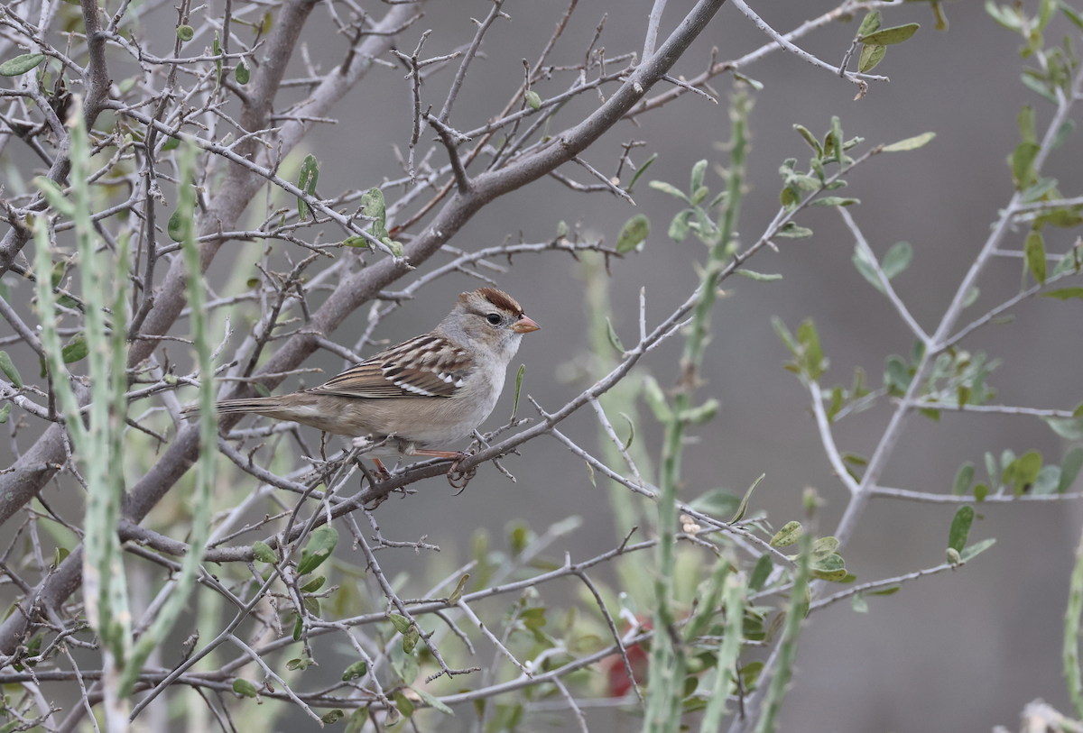 Dachsammer - ML647655358