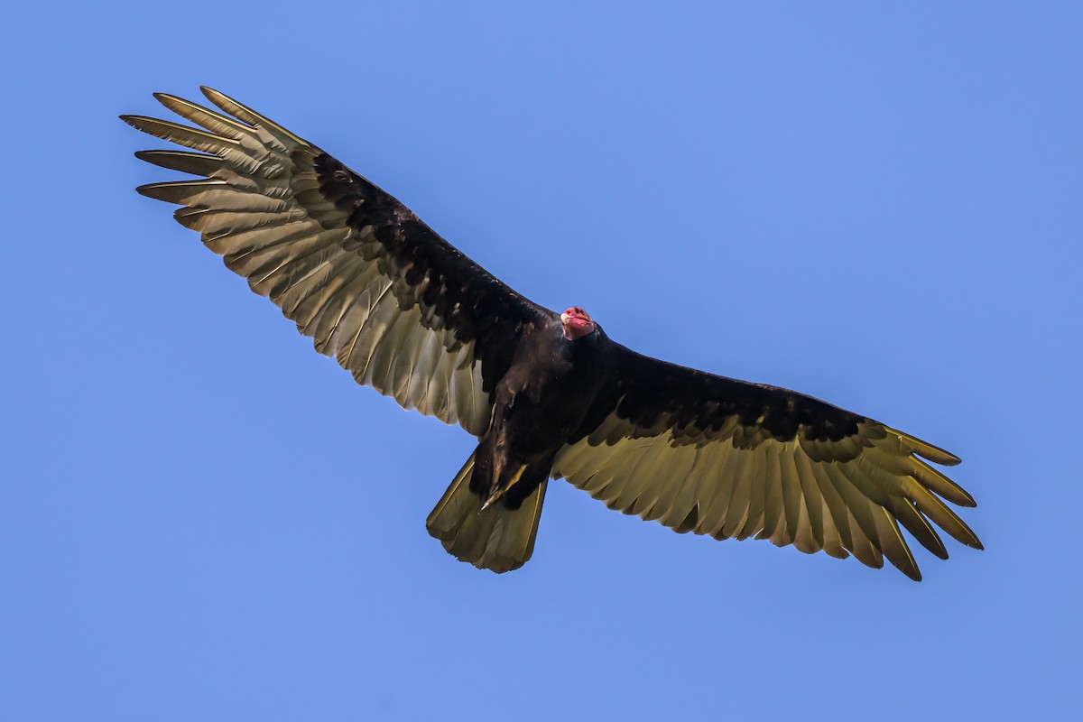 Turkey Vulture - ML647655360