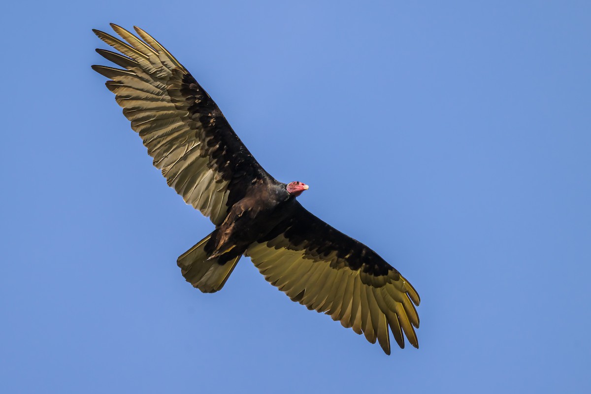Turkey Vulture - ML647655365