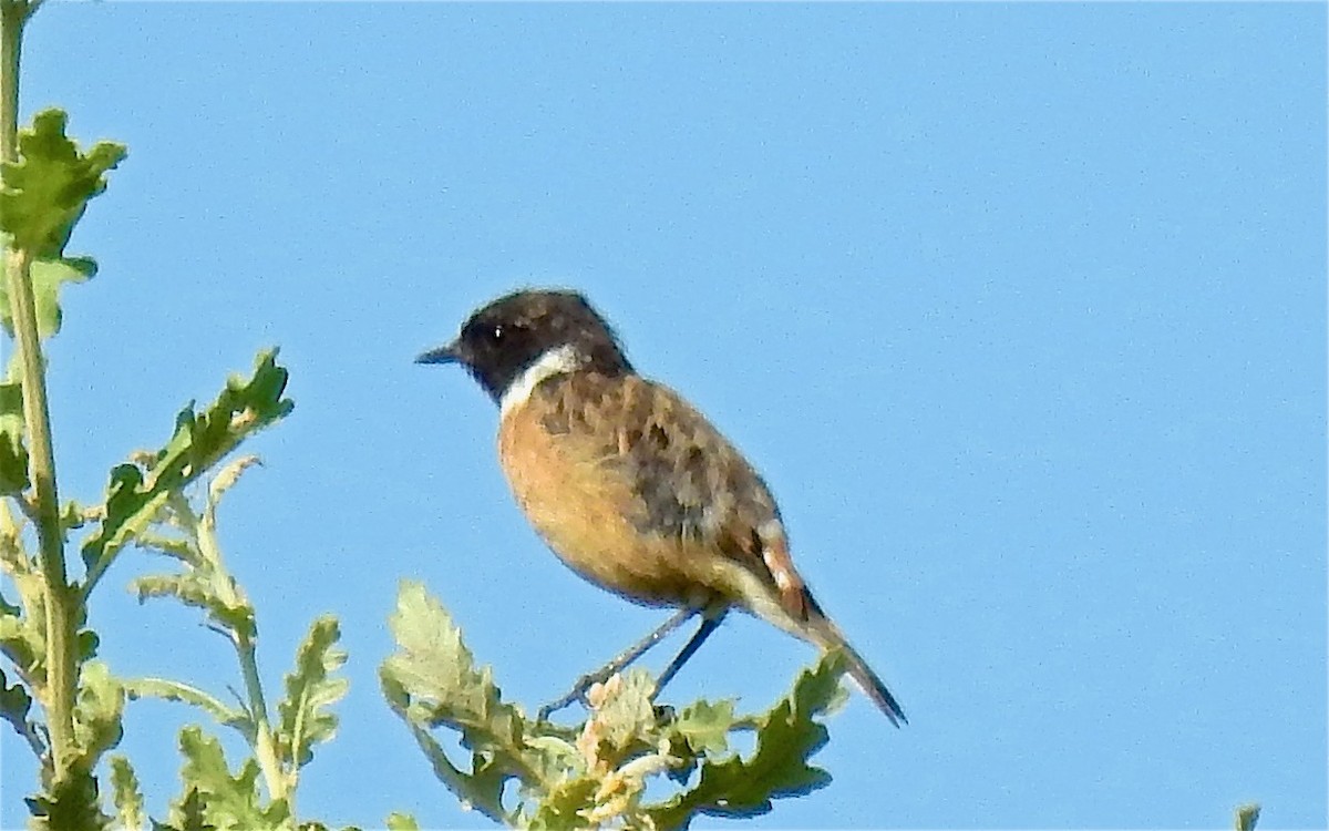European Stonechat - ML647655375