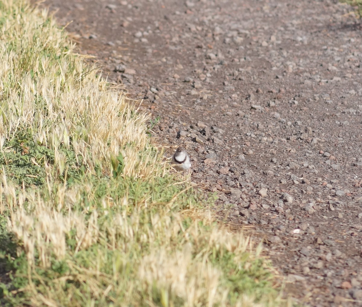 White-fronted Chat - ML647655386