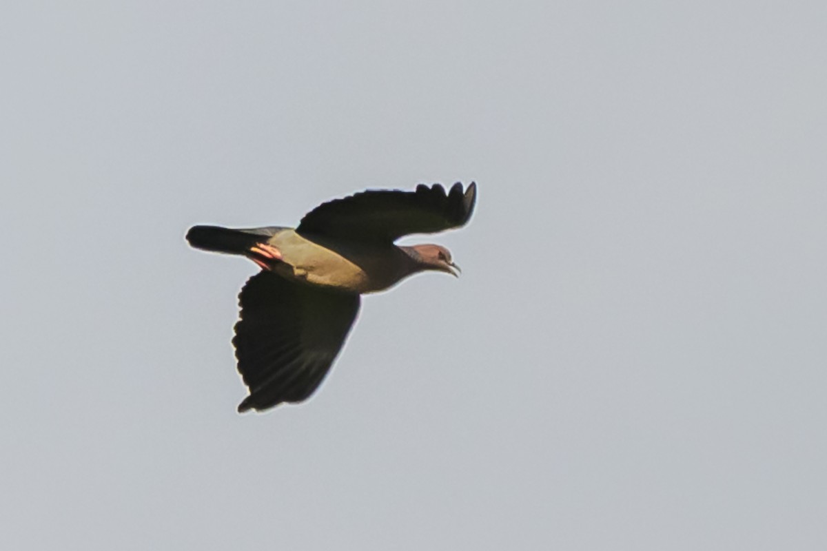 Темнохвостый голубь - ML647655404